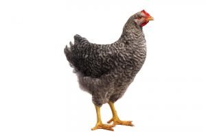 chickens fotografia galinhas por joao carlos.