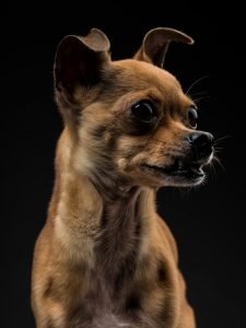 Fotografia de cão por joao carlos.