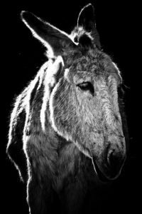santuário de burros. fotografia equestre por joao carlos.