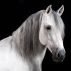 2019-Horses-Joao-Carlos-web-19