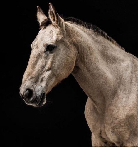 photo horse equine-04