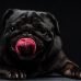 pugs-joao-carlos-5 pugs-joao-carlos-5